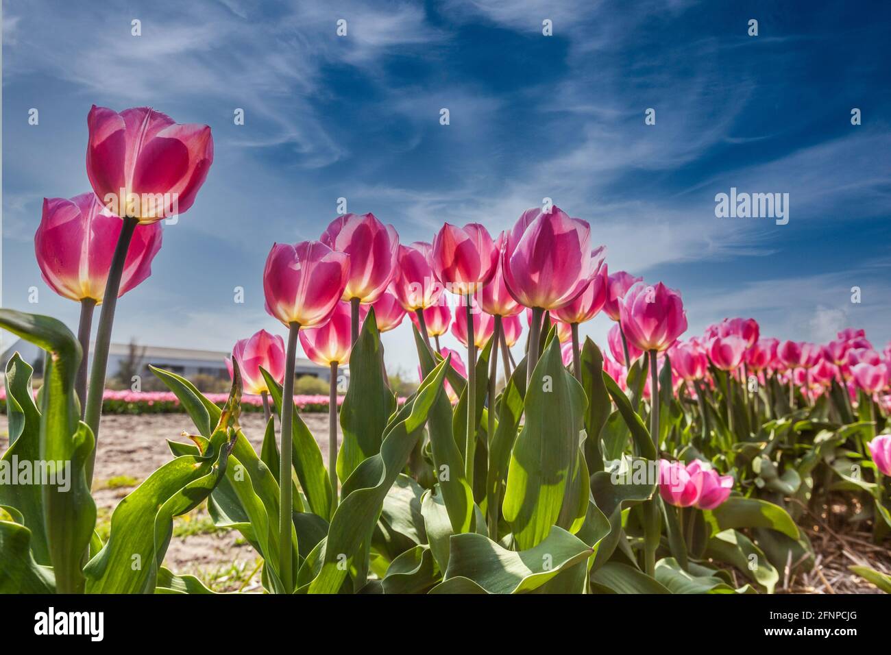 Nahaufnahme von rosa blühenden Tulpen in einem Feld vor dem Hintergrund Blauer Himmel mit Schleierwolken Stockfoto