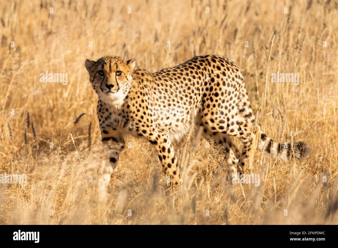 Gepard steht auf trockenem gelben Gras der afrikanischen Savanne Stockfoto