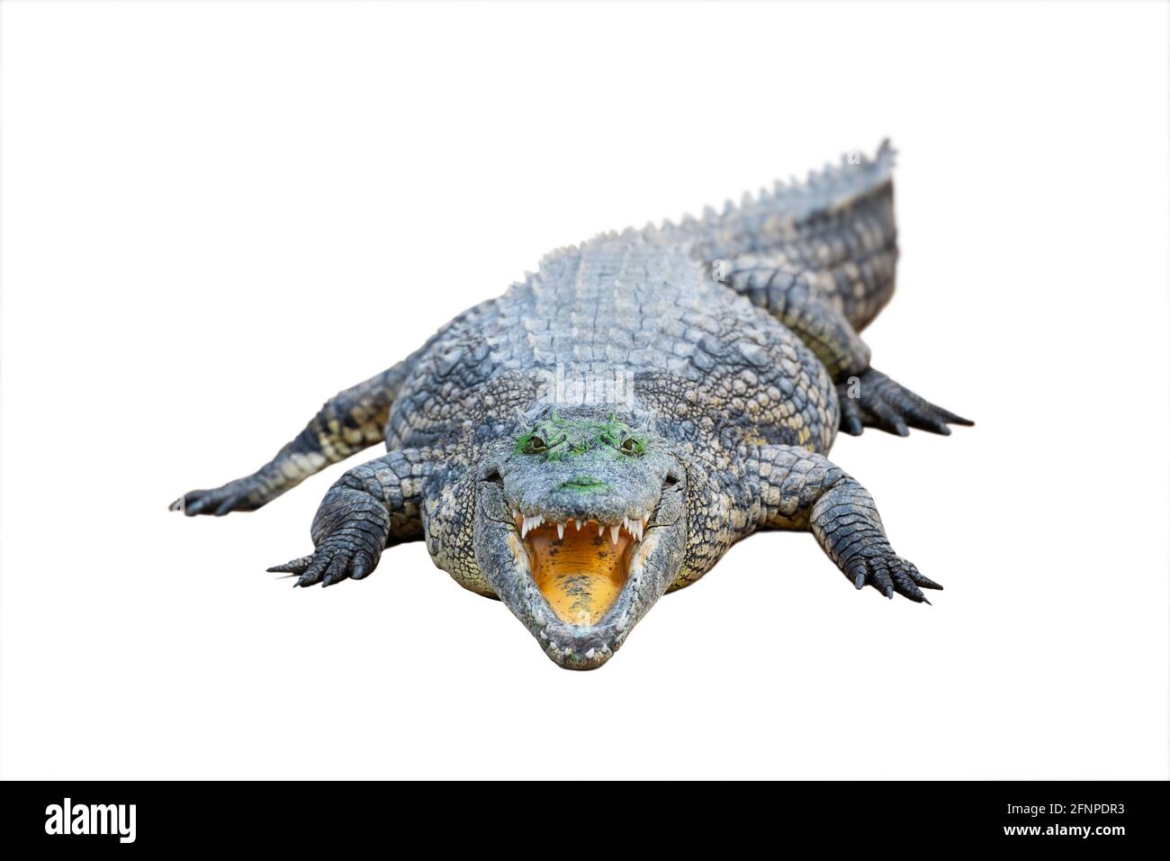 Großes afrikanisches Alligatorkrokodil mit offenem Mund Stockfoto