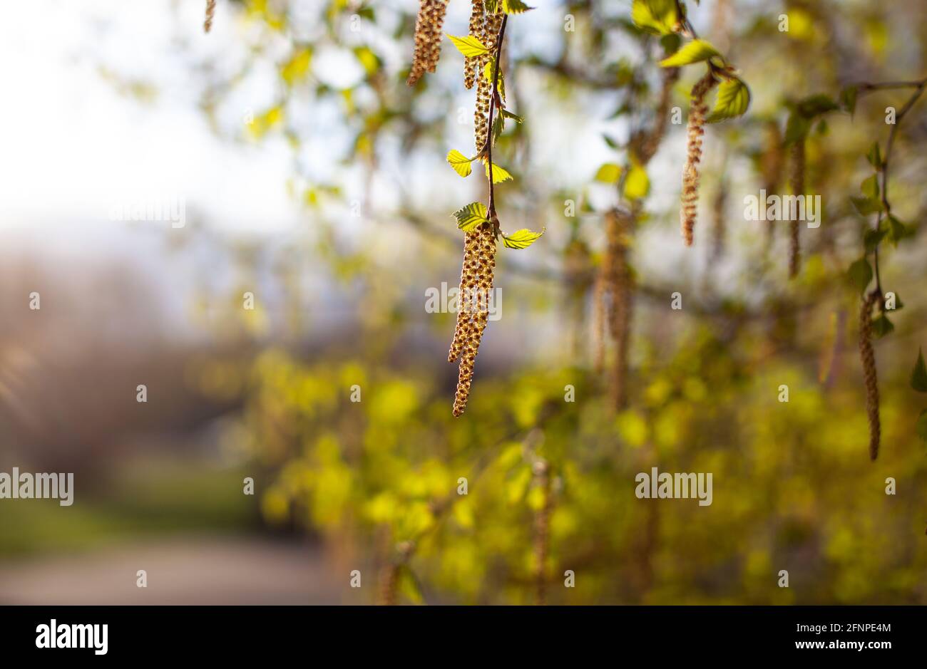 Schöne sonnige Sicht auf die Birkenzweige. Knospen und leuchtend grüne, kleine Blätter gedeihen. Dekorative Birkenblüte – lange, schlanke Kätzchen hängen am Ast Stockfoto