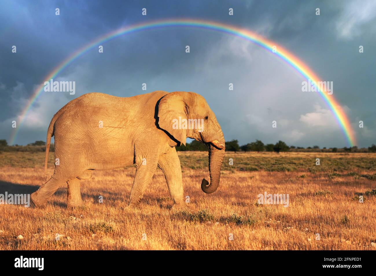Nahaufnahme des großen afrikanischen Elefanten Stockfoto
