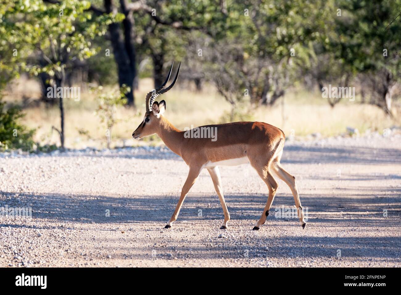 Ein Männchen von schwarz gesichtenem Impala Stockfoto