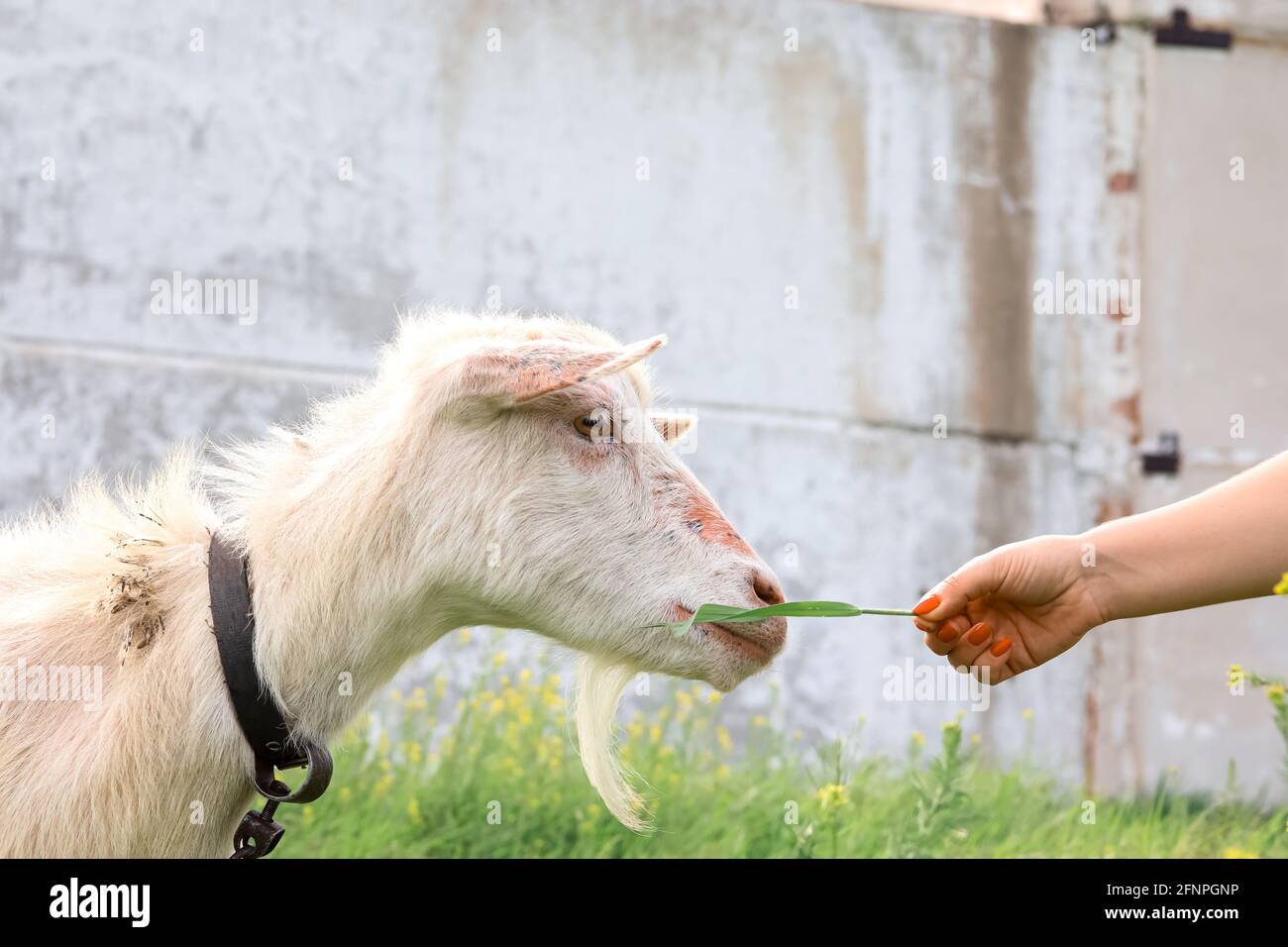 Die Ziege schnüffelt das Gras, das der Mann ihr gibt Stockfoto