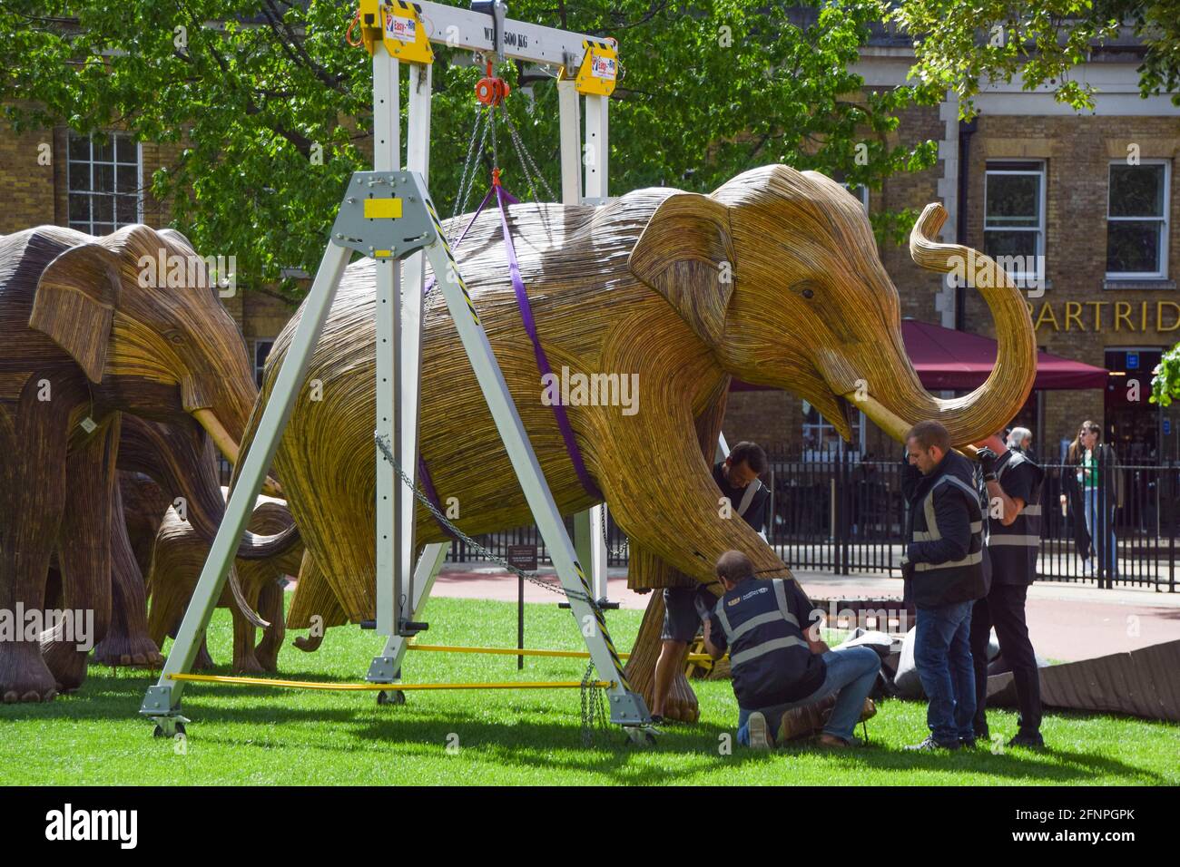 London, Großbritannien. Mai 2021. Arbeiter bereiten die Elefanten-Skulpturen auf dem Duke of York Square in Chelsea, London, vor. Als Teil der Koexistenz-Kunstinstallation, die darauf abzielt, die zunehmende Übergriffe des Menschen auf wilde Orte zu beleuchten, wird jeder Elefant aus Lantana Camara, einer giftigen, invasiven und schädlichen Pflanzenart, erschaffen. Die Installation wird in den kommenden Wochen an verschiedene Standorte in London verlegt. (Foto: Vuk Valcic/SOPA Images/Sipa USA) Quelle: SIPA USA/Alamy Live News Stockfoto