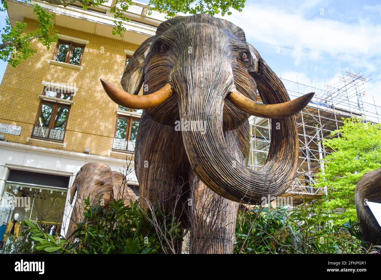 London, Großbritannien. Mai 2021. Elefantenskulpturen auf dem Duke of York Square in Chelsea, London. Als Teil der Koexistenz-Kunstinstallation, die darauf abzielt, die zunehmende Übergriffe des Menschen auf wilde Orte zu beleuchten, wird jeder Elefant aus Lantana Camara, einer giftigen, invasiven und schädlichen Pflanzenart, erschaffen. Die Installation wird in den kommenden Wochen an verschiedene Standorte in London verlegt. (Foto: Vuk Valcic/SOPA Images/Sipa USA) Quelle: SIPA USA/Alamy Live News Stockfoto