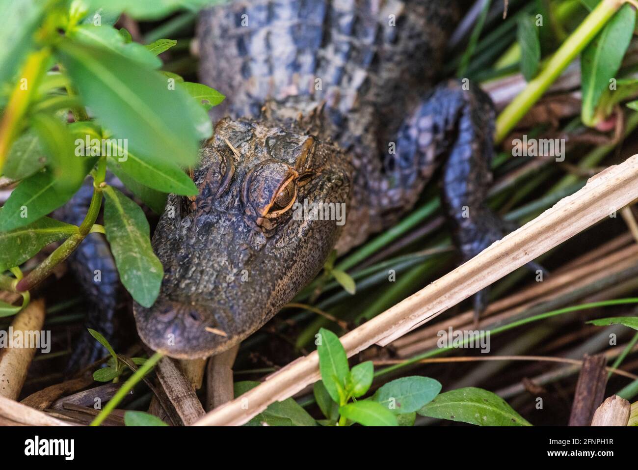 Ein Jugendalligator arbeitet am 10. Mai 2021 auf dem Weg zum Wasser im Meaher State Park in Alabama durch das Laub. Stockfoto