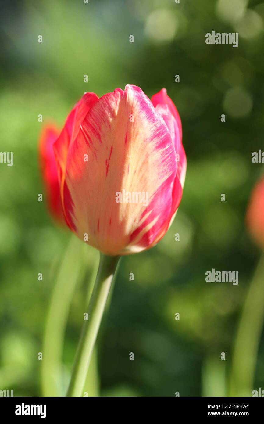 Rot mit weißen Tulpen vor grünem Gras Hintergrund im Garten. Nahaufnahme. Sonniger Tag Stockfoto