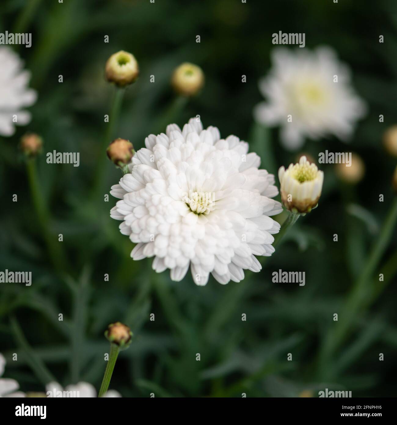 Weiße junge Chrysanthemum morifolium Blume mit Blättern Stockfoto