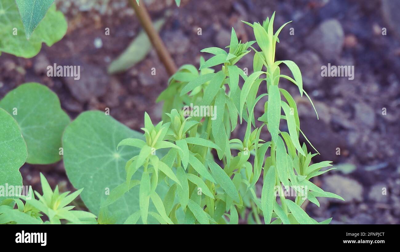 Junge grüne Flachspflanzen im Garten im Freien aus nächster Nähe Stockfoto