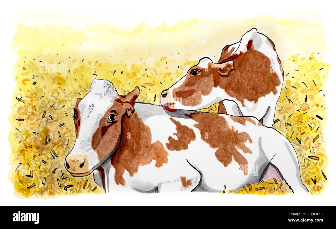 Das mit Aquarell-Analog gezeichnete Bild zeigt zwei Kühe im Stroh. Die Kühe haben viel Platz und können sich hinlegen. Sie zeigen soziales Verhalten, eine Kuh leckt Stockfoto