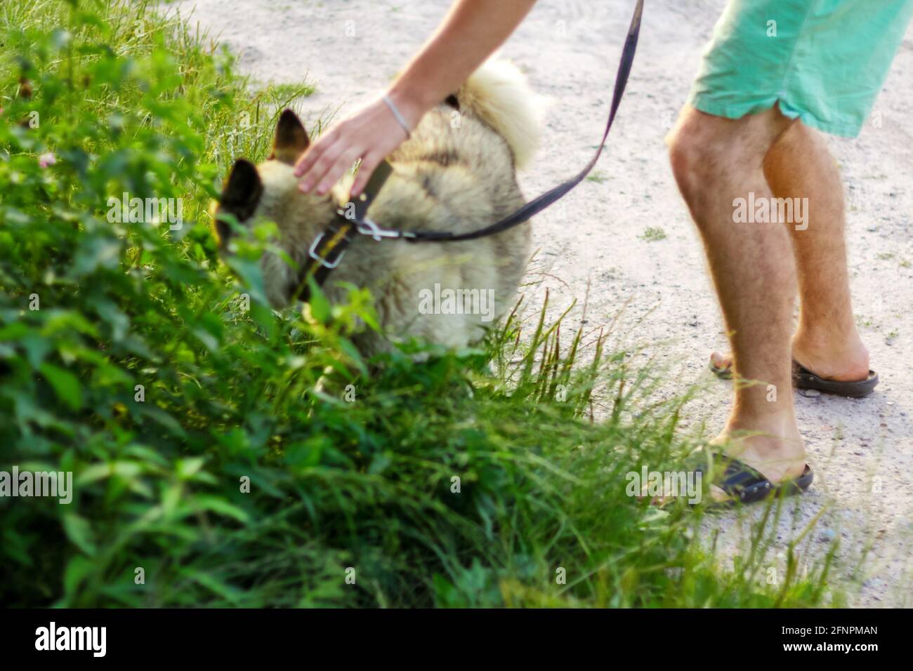 Unschärfe jungen Mann mit seinem Hund zu Fuß im Freien während des Sommers Tag. Hund sitzt durch hohes dickes Gras oder Unkraut im Hintergrund. Sibirischer laik Stockfoto