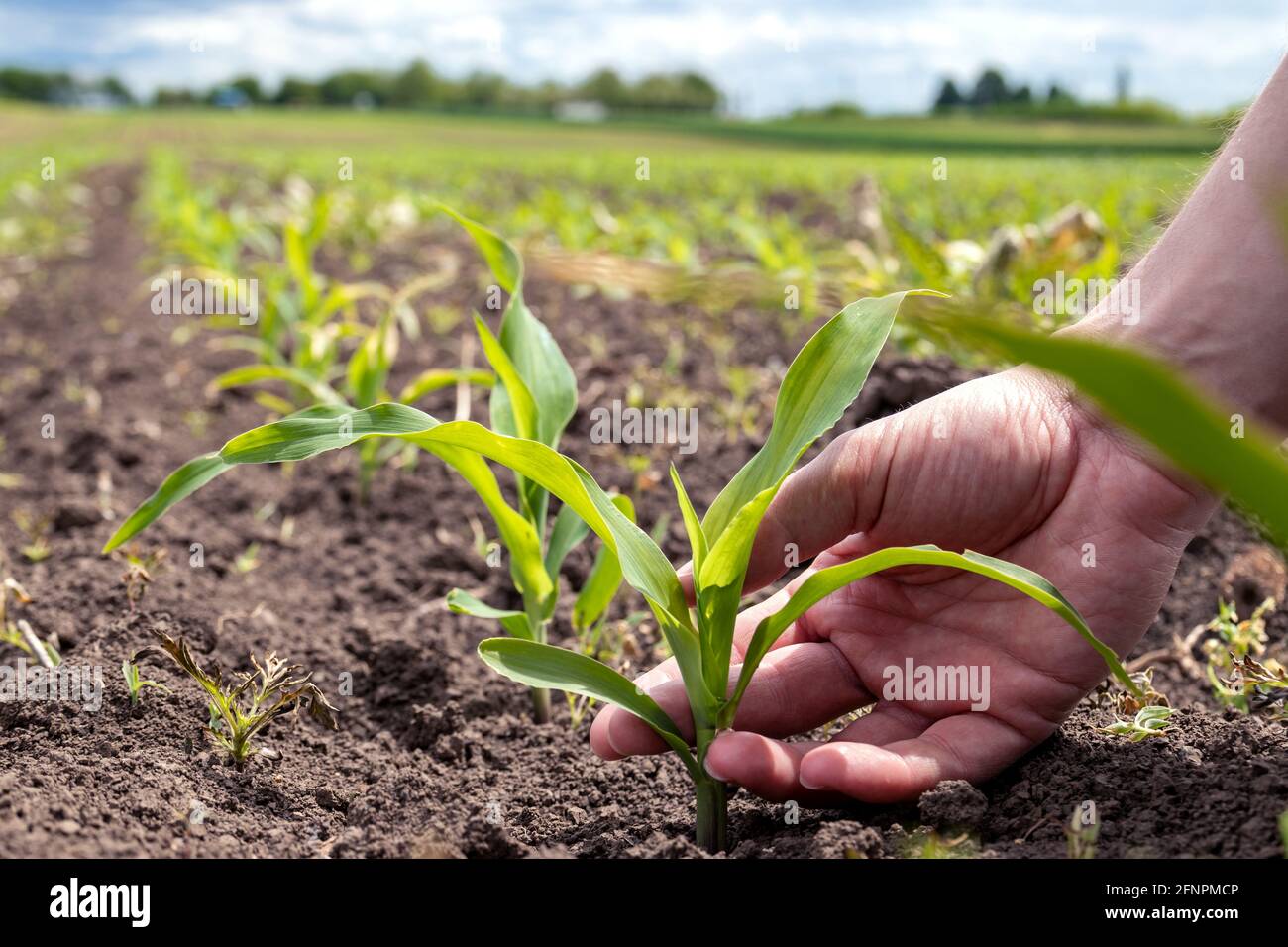 Nahaufnahme einer Hand, die einen grünen Maiskeim hält und überprüft, der in ordentlichen Reihen gepflanzt wurde. Speicherplatz kopieren. Stockfoto