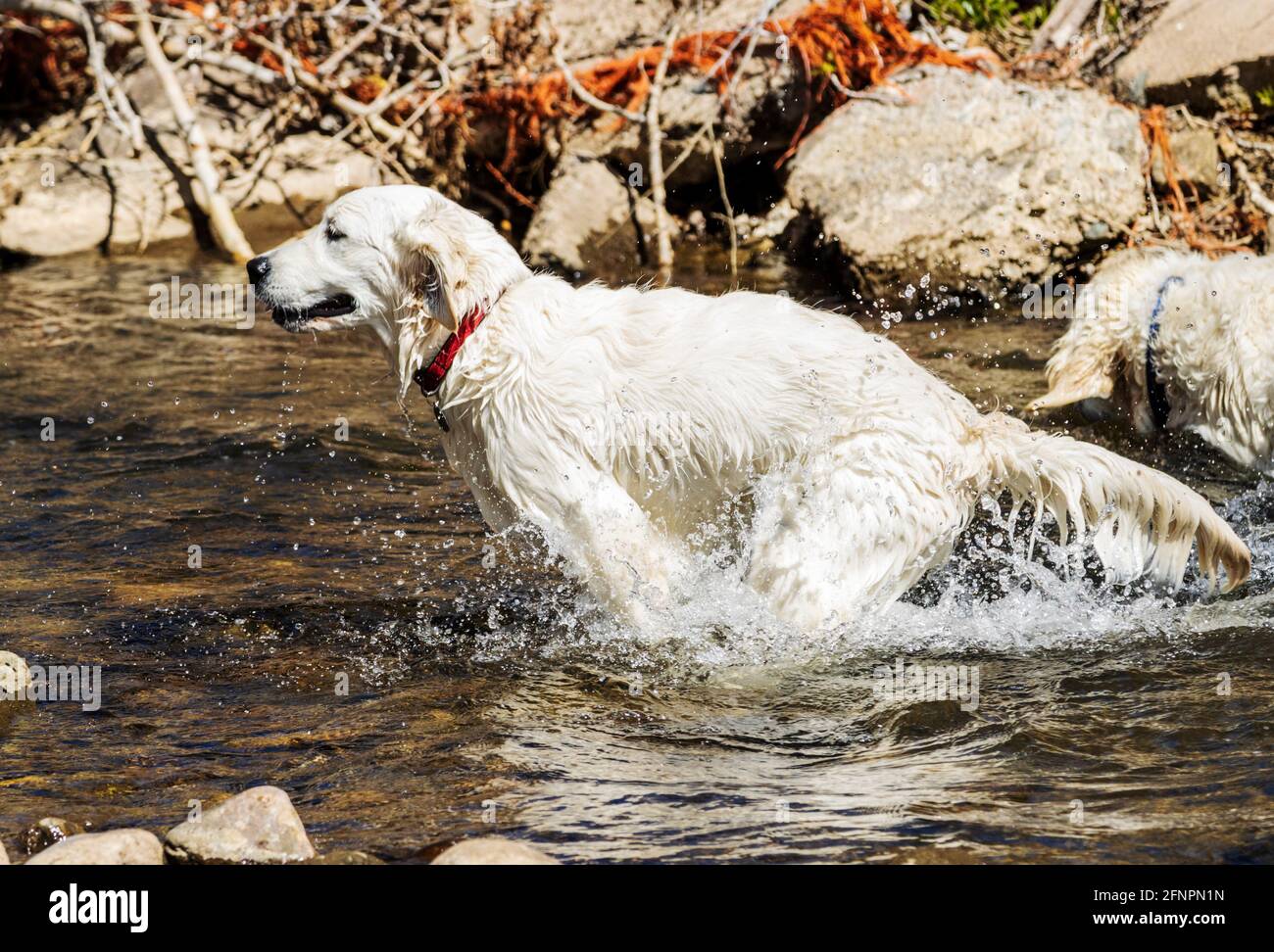 Erwachsener platinfarbener Golden Retriever Hund & sechs Monate alter Welpe, der im South Arkansas River, Salida, Colorado, USA spielt Stockfoto