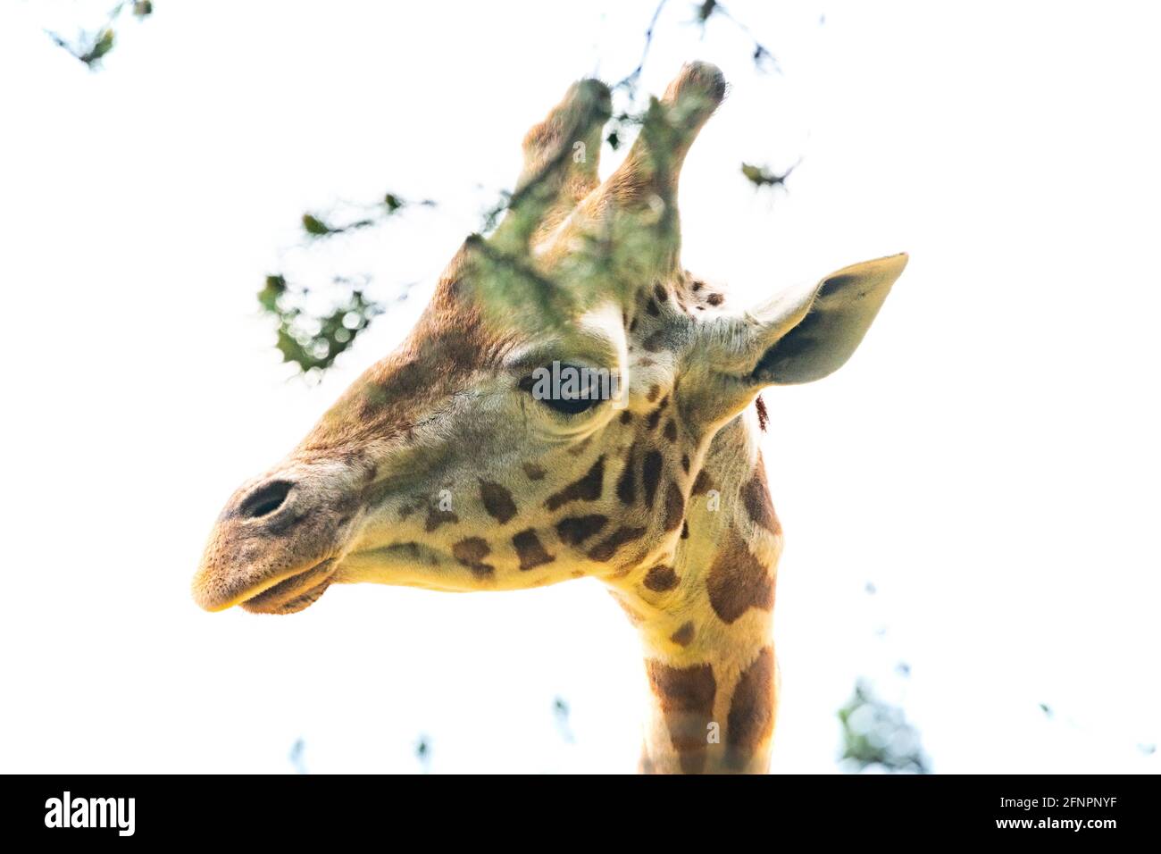 Edinburgh, Großbritannien. Di 18. Mai 2021. Der Edinburgh Zoo feiert die Ankunft einer Herde von fünf männlichen Nubian Giraffen. Es ist das erste Mal seit 15 Jahren, dass der Zoo von Edinburgh Giraffen beherbergt und das neu errichtete Giraffenhaus wird Mitte Juni 2021 offiziell für die Öffentlichkeit zugänglich sein. Stockfoto