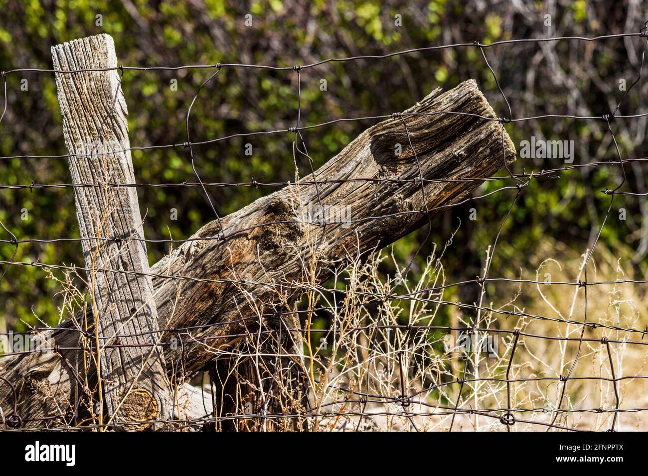 In der Nähe von Stacheldraht zaun & Holzzaun Post; Ranch in Colorado, USA Stockfoto