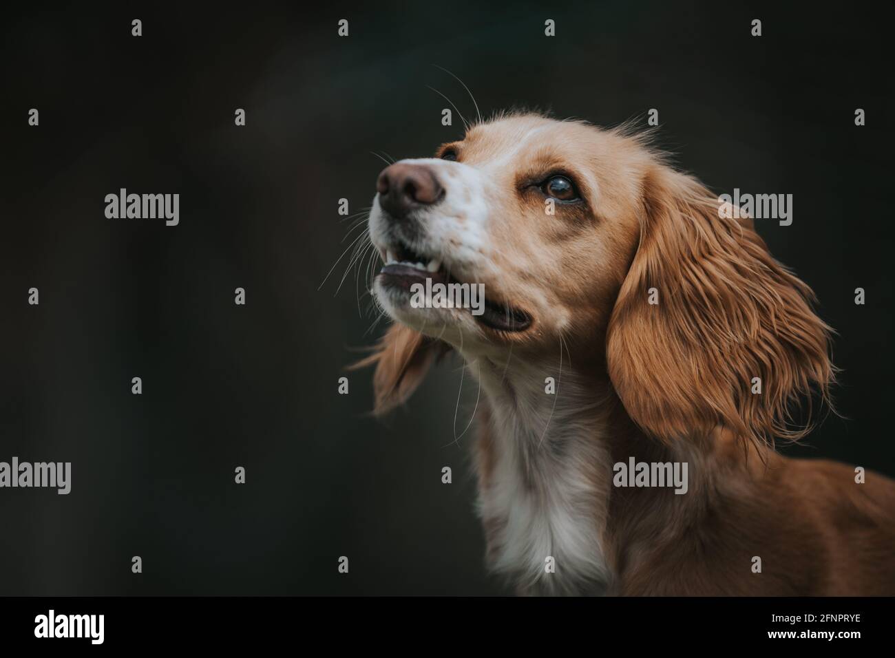 Headshot Cocker Spaniel Stockfoto