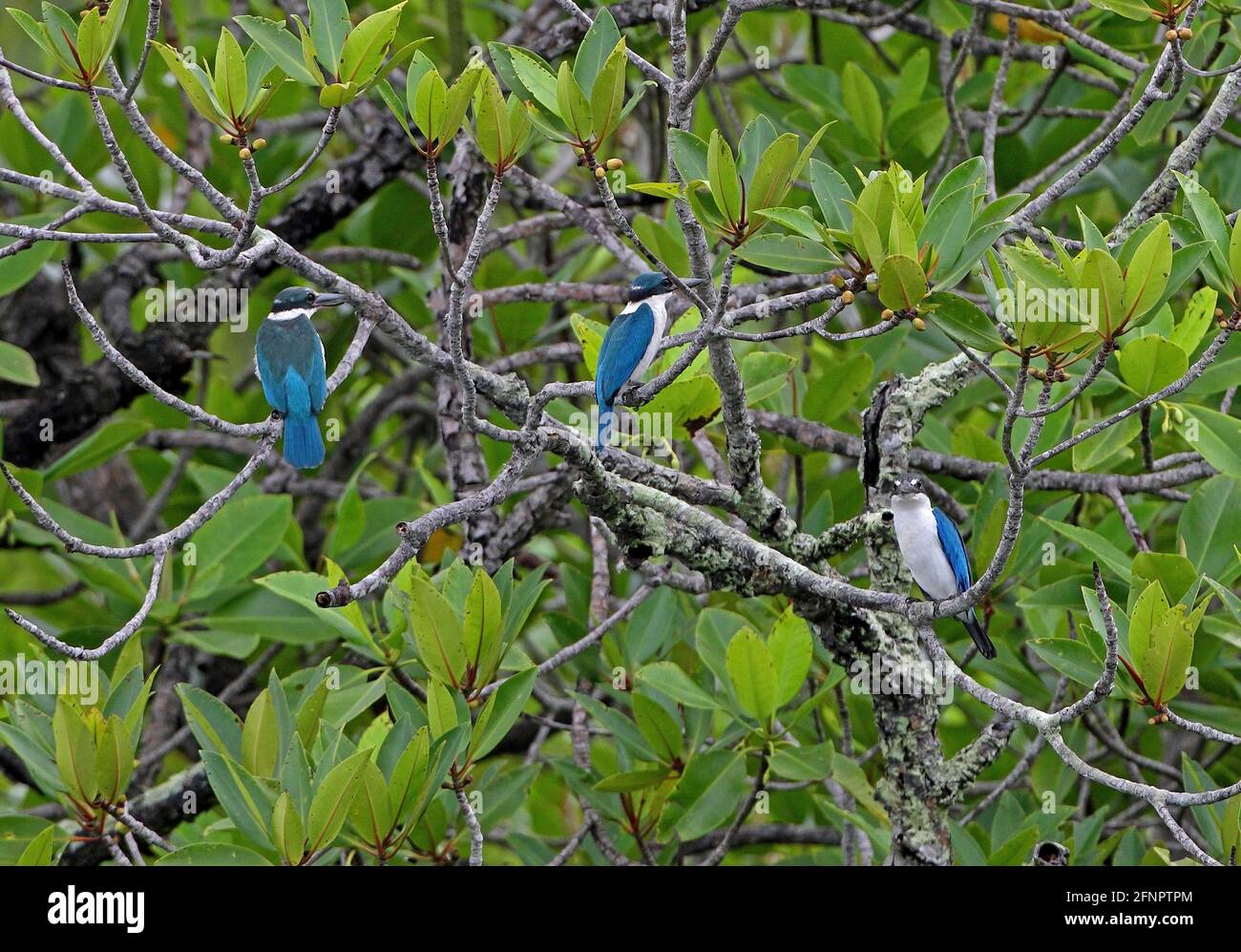 Colmared Kingfisher (Todiramphos chloris laubmannianus) drei Erwachsene, die in der Mangrove Sabah, Borneo, sitzen Januar Stockfoto