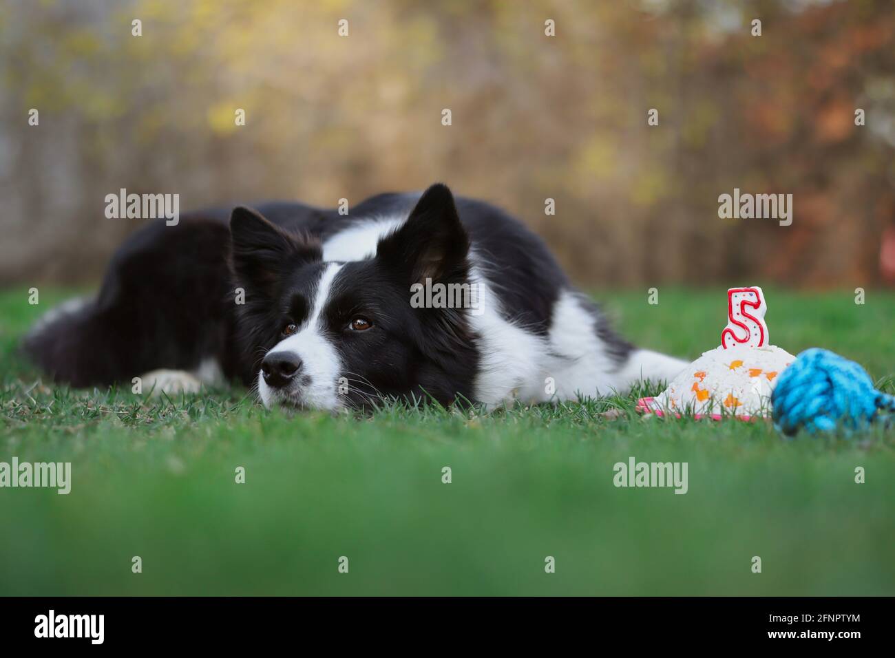 Schwarz-Weiß Border Collie Dog mit Kopf nach unten feiert 5. Geburtstag mit Reiskuchen auf dem Gras. Stockfoto