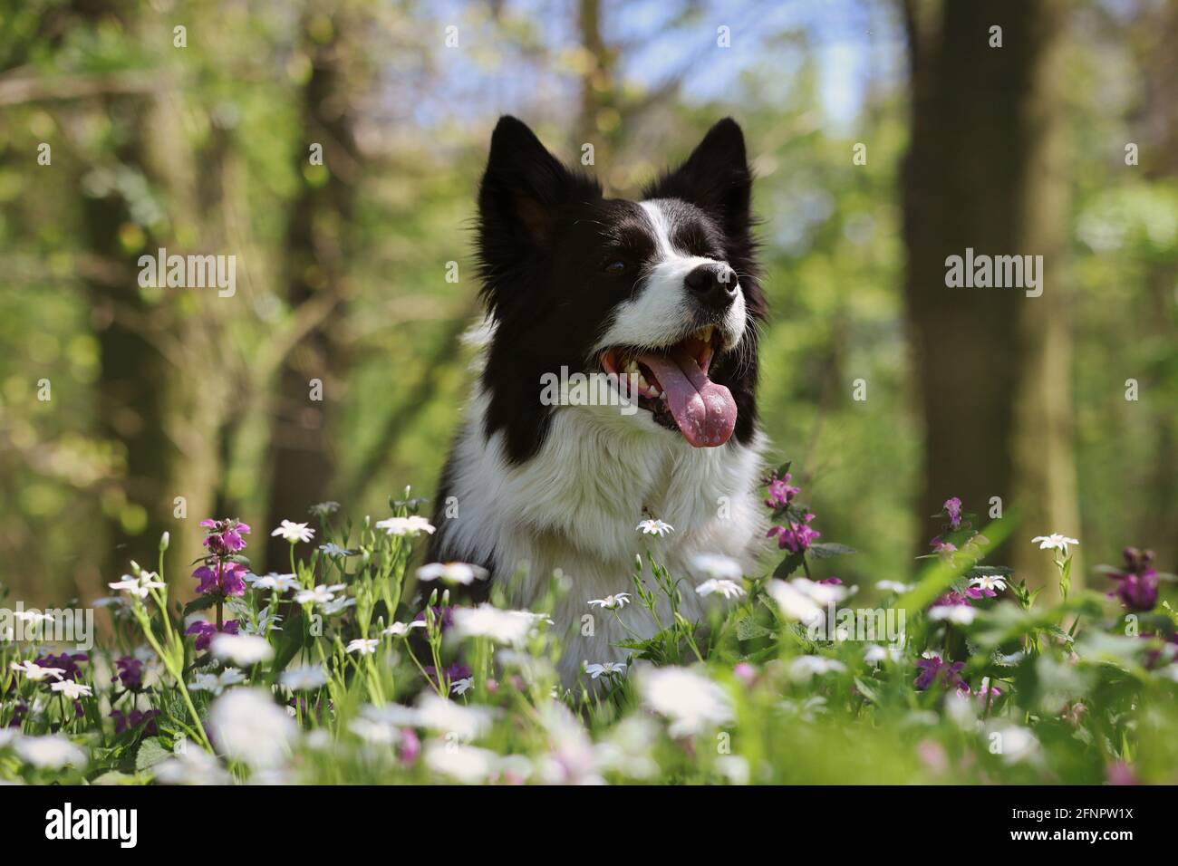 Happy Border Collie sitzt in Frühlingsblumen im Wald. Entzückender Schwarz-Weiß-Hund in der Natur im Frühling. Stockfoto