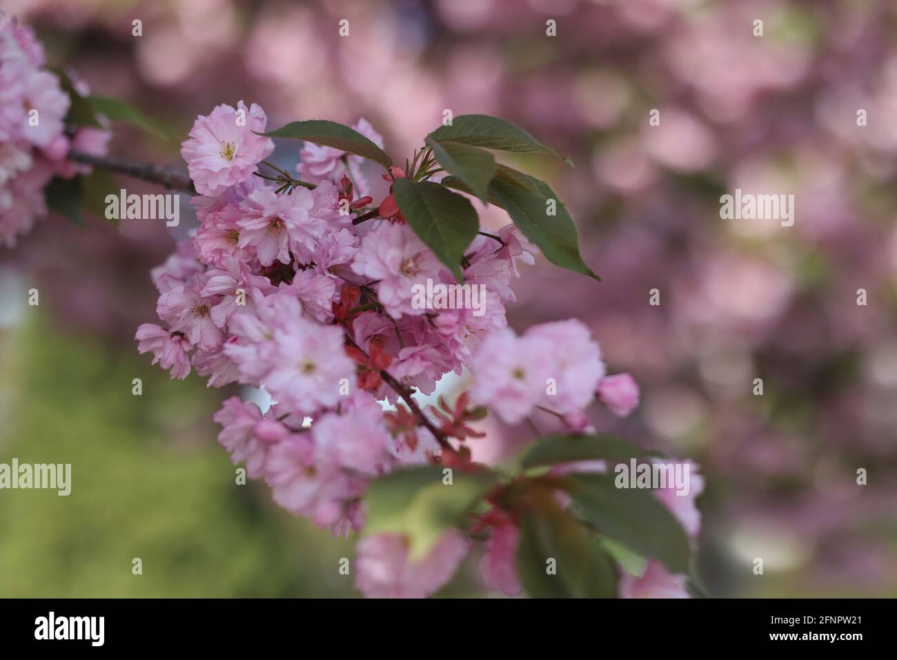 Pinky Double Flowers of Sakura Blossom Tree im Frühling. Schöner japanischer Kirschbaum, auch Prunus Serrulata genannt. Stockfoto