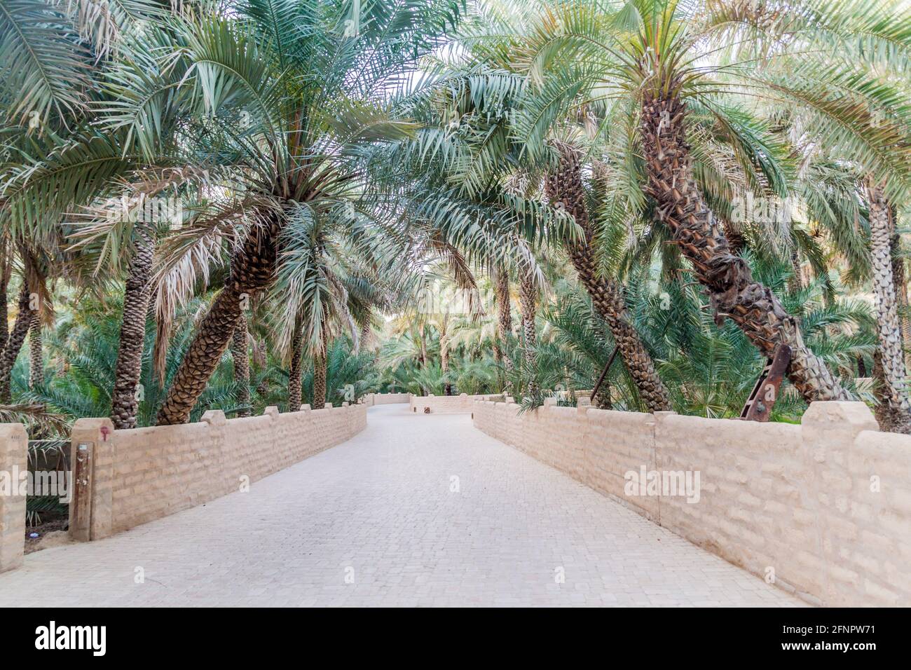 Palmen in Al Ain Oasis, Vereinigte Arabische Emirate Stockfoto