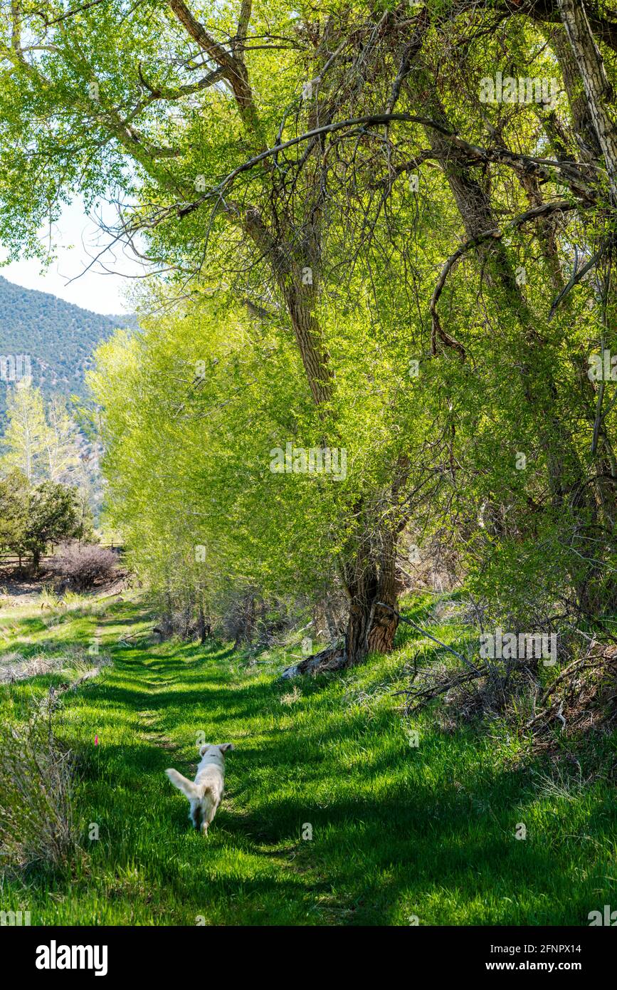 Platinfarbener Golden Retriever Hund, der in frischer Frühlingsblüte am alten Cottonwood Baum (Populus deltoides) vorbeiläuft; Vandaveer Ranch; Salida; C Stockfoto