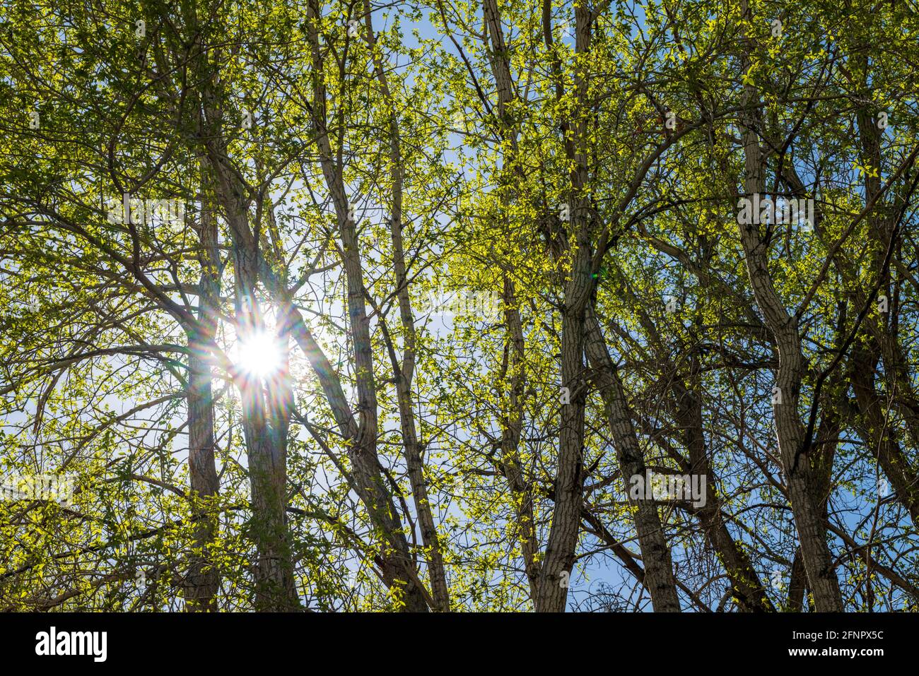 Alte Pappel (Populus canescens) in frischen Frühling grün Blüte; Vandaveer Ranch; Salida, Colorado, USA Stockfoto
