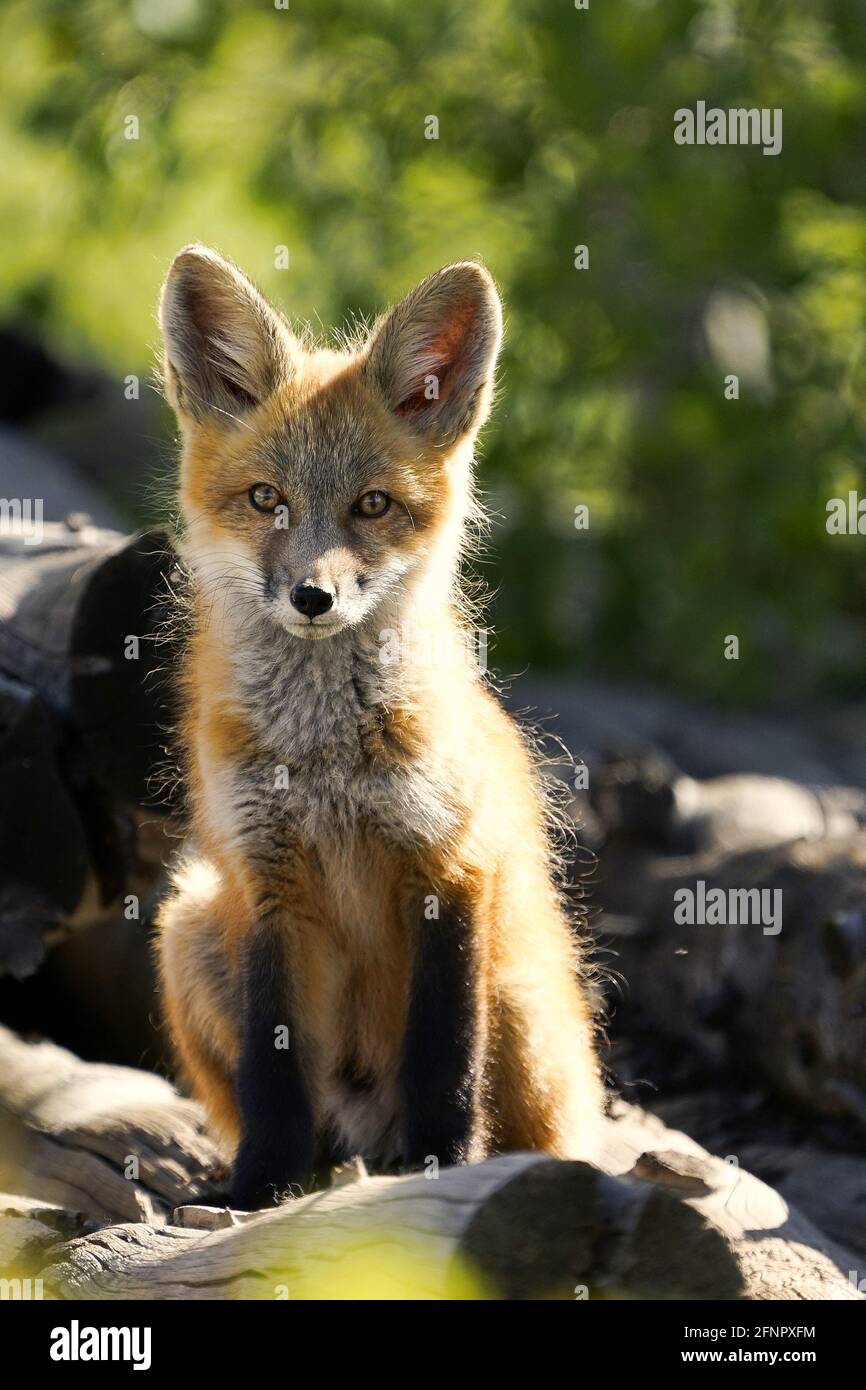 Jungtier Rotfuchs-Pup, der auf einem Holzstapel sitzt, wo sie und ihre drei Geschwister in Tabernash Colorado geboren und aufgewachsen sind. Stockfoto