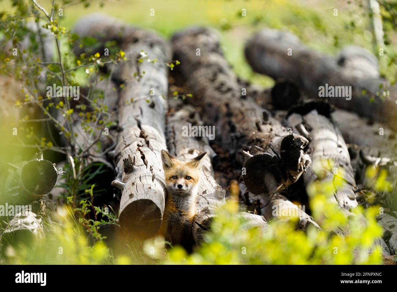 Junge Rotfuchs-Welpen, Jungfische Rotfuchs, die ihren Kopf über dem Holzhaus aufschlagen, das ihre Höhle in Tabernash Colorado bedeckt. Stockfoto