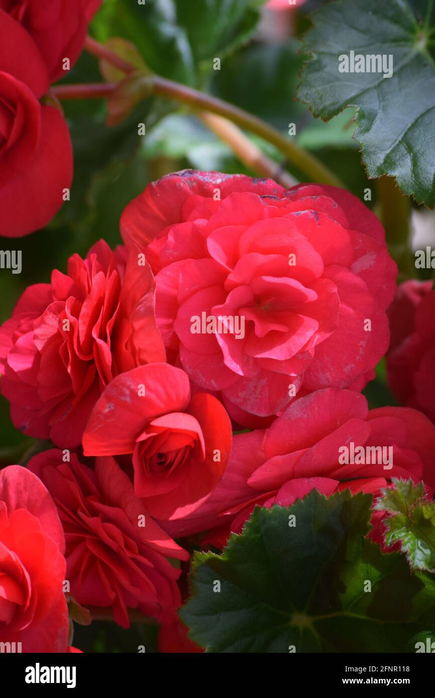 Nahaufnahme der roten Doppelbegonie blüht Stockfoto