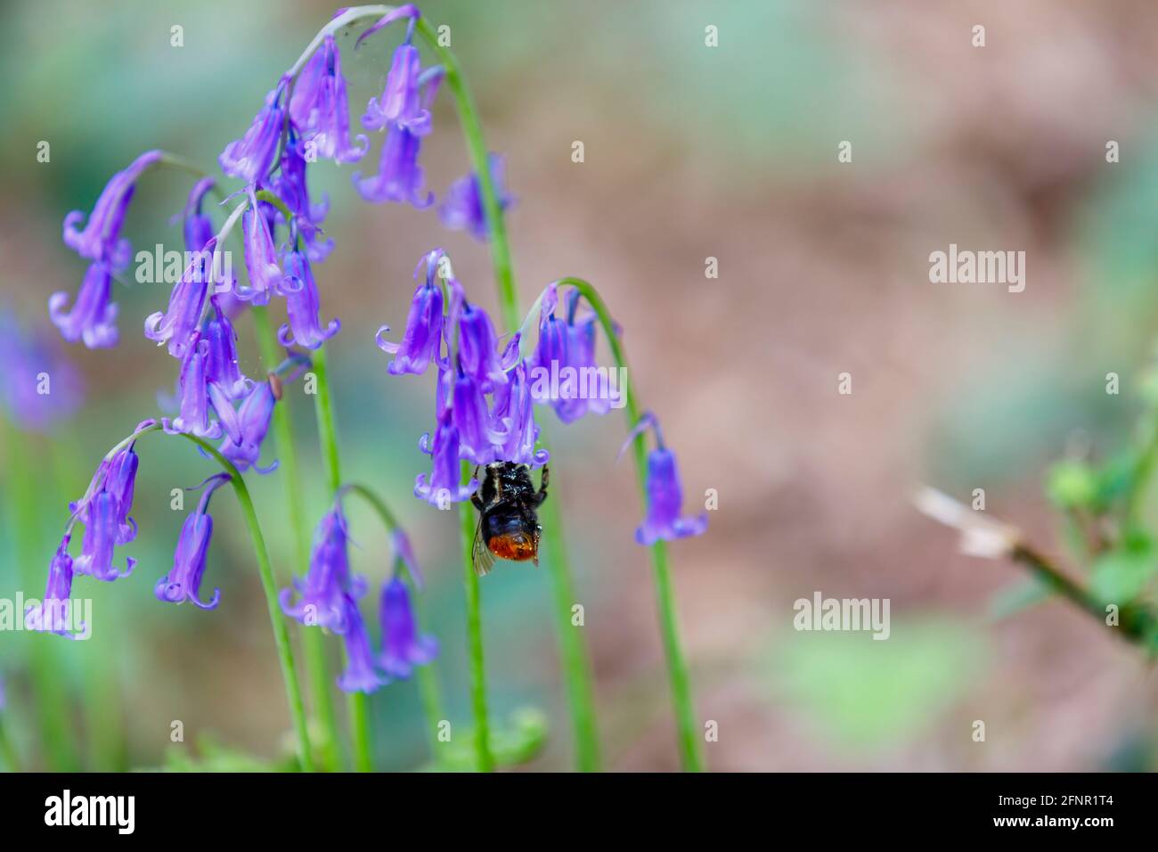 Eine Rotschwanzbiene (Bombus lapidarius) besucht im Frühjahr in Surrey, Großbritannien, blaue englische Bluebells (Hyacinthoides non-scripta), die im Wald blühen Stockfoto