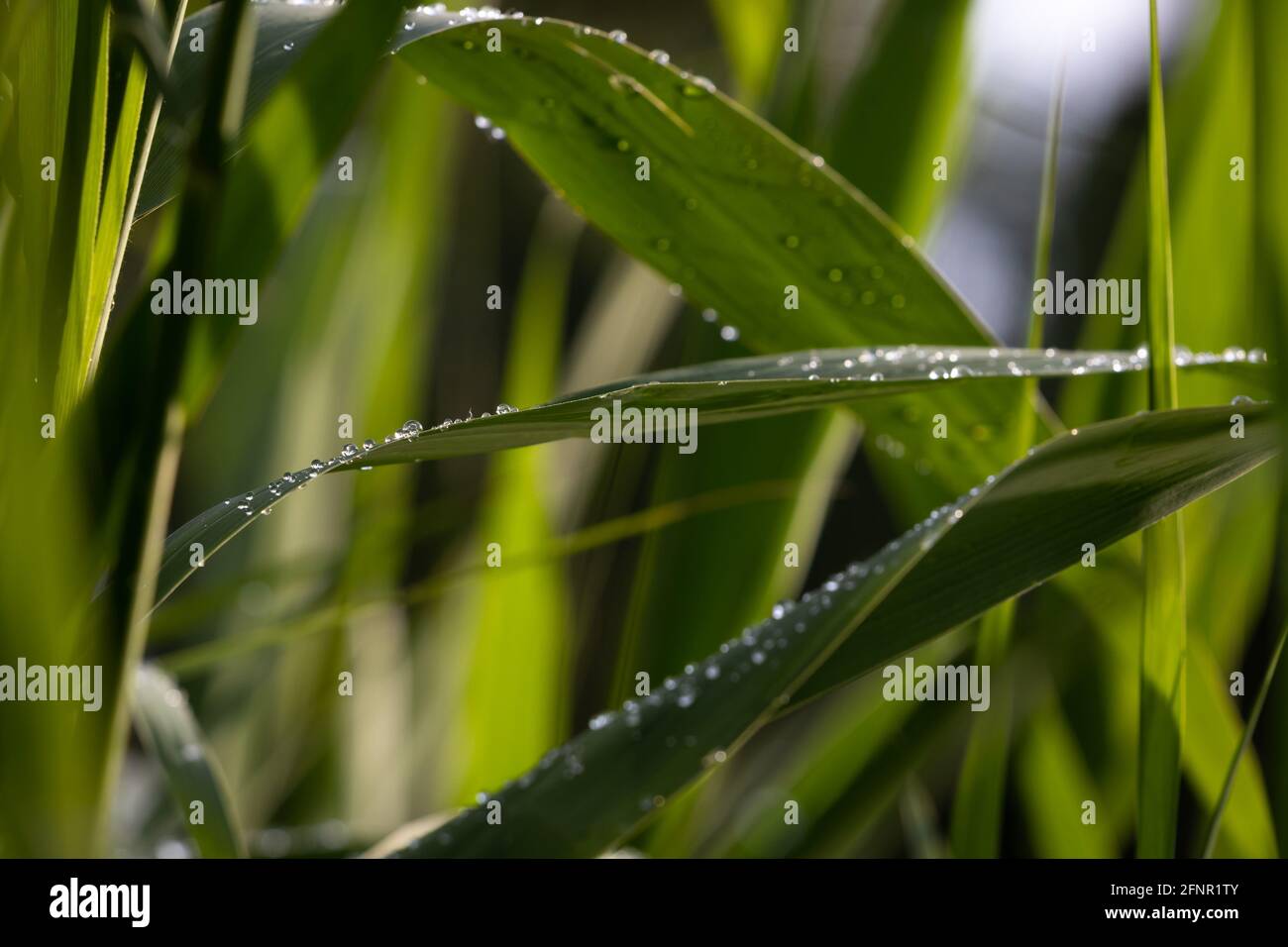 Ein Tropfen Wasser. Tau tropft auf die grünen Blätter. Grüner Hintergrund. Stockfoto