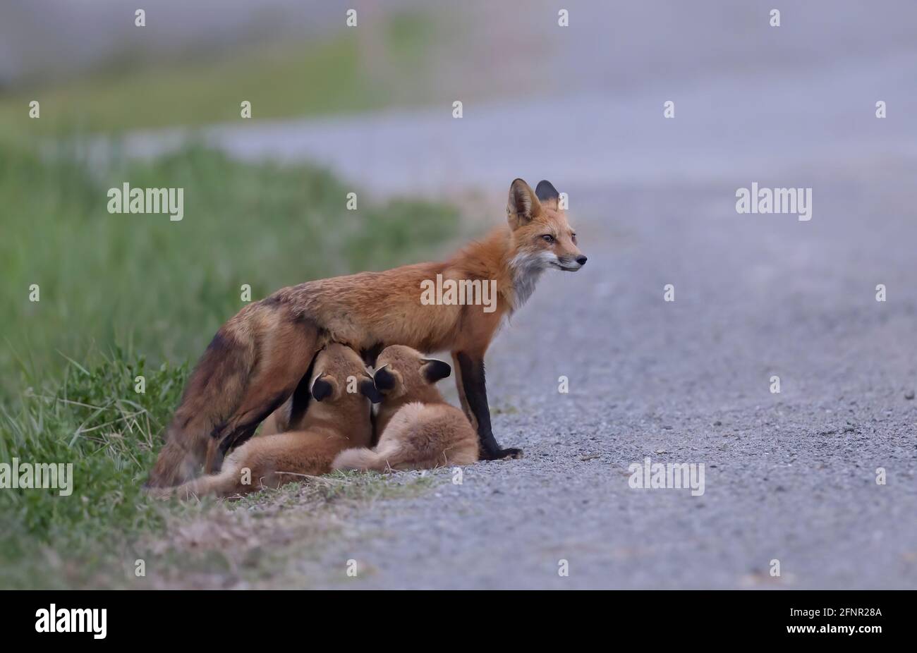 Rotfuchs Vulpes vulpes füttert ihre Bausätze im Wald Im Frühling in Kanada Stockfoto
