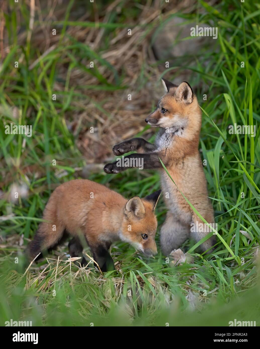 Rotfuchskits (Vulpes vulpes) Schon früh an ihrer Höhle tief im Wald spielen Frühling in Kanada Stockfoto