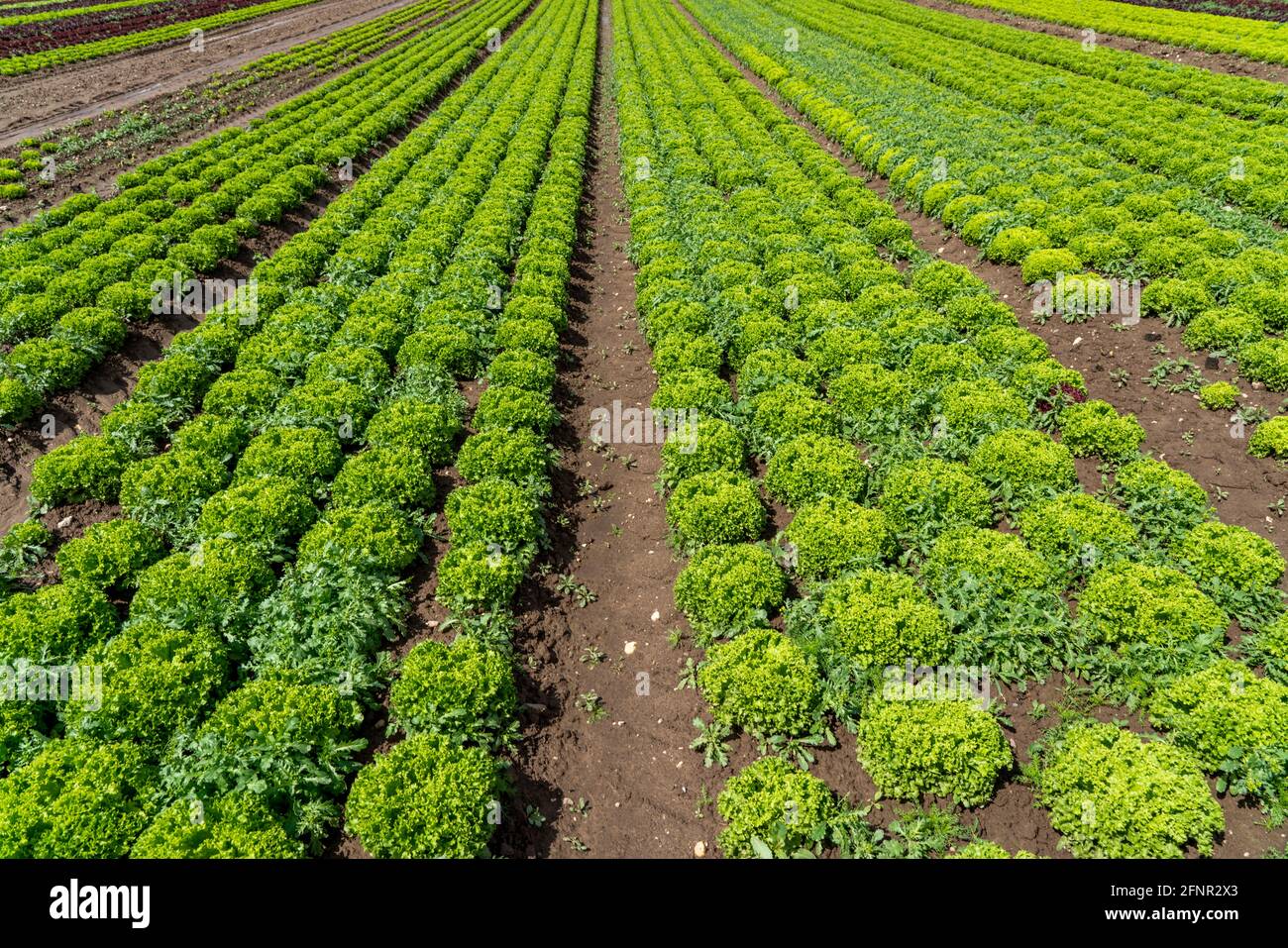 Landwirtschaft, Salatanbau auf einem Feld, Lollo Bionda, in langen Pflanzreihen, NRW, Deutschland Stockfoto