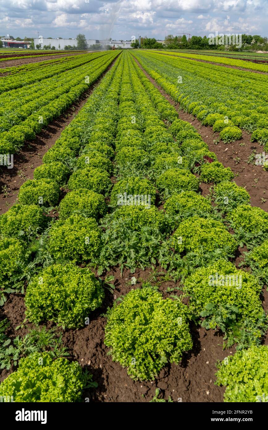 Landwirtschaft, Salatanbau auf einem Feld, Lollo Bionda, in langen Pflanzreihen, NRW, Deutschland Stockfoto