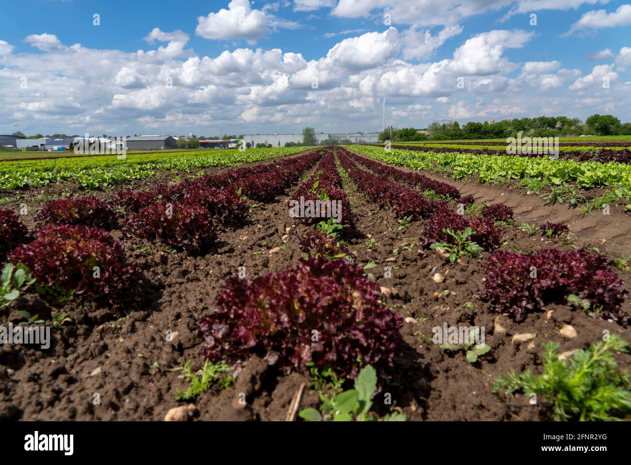 Landwirtschaft, Salat wächst auf einem Feld, Lollo Bionda und Lollo Rossa, in langen Pflanzreihen, NRW, Deutschland Stockfoto