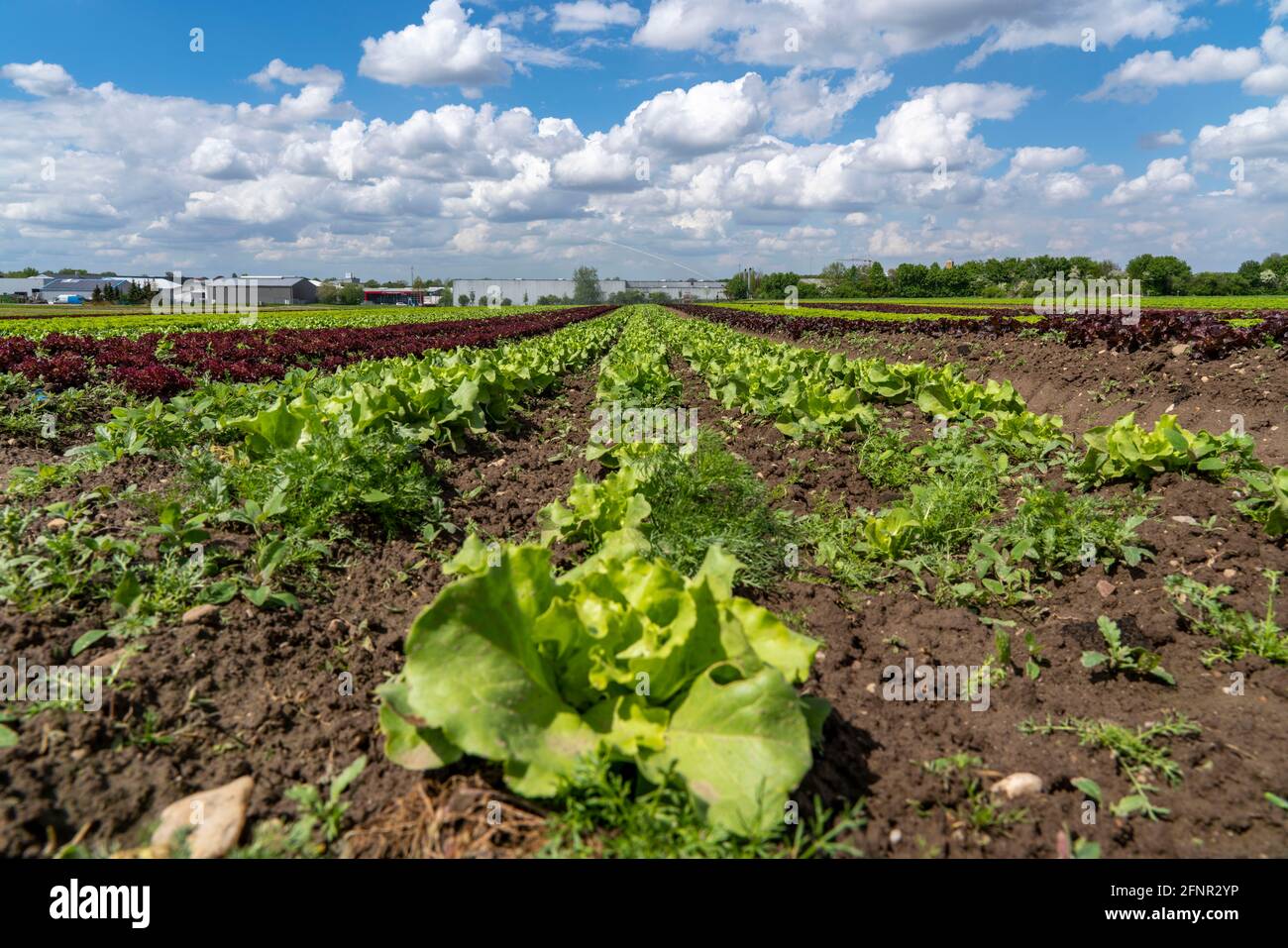 Landwirtschaft, Salat wächst auf einem Feld, Lollo Bionda und Lollo Rossa, in langen Pflanzreihen, NRW, Deutschland Stockfoto