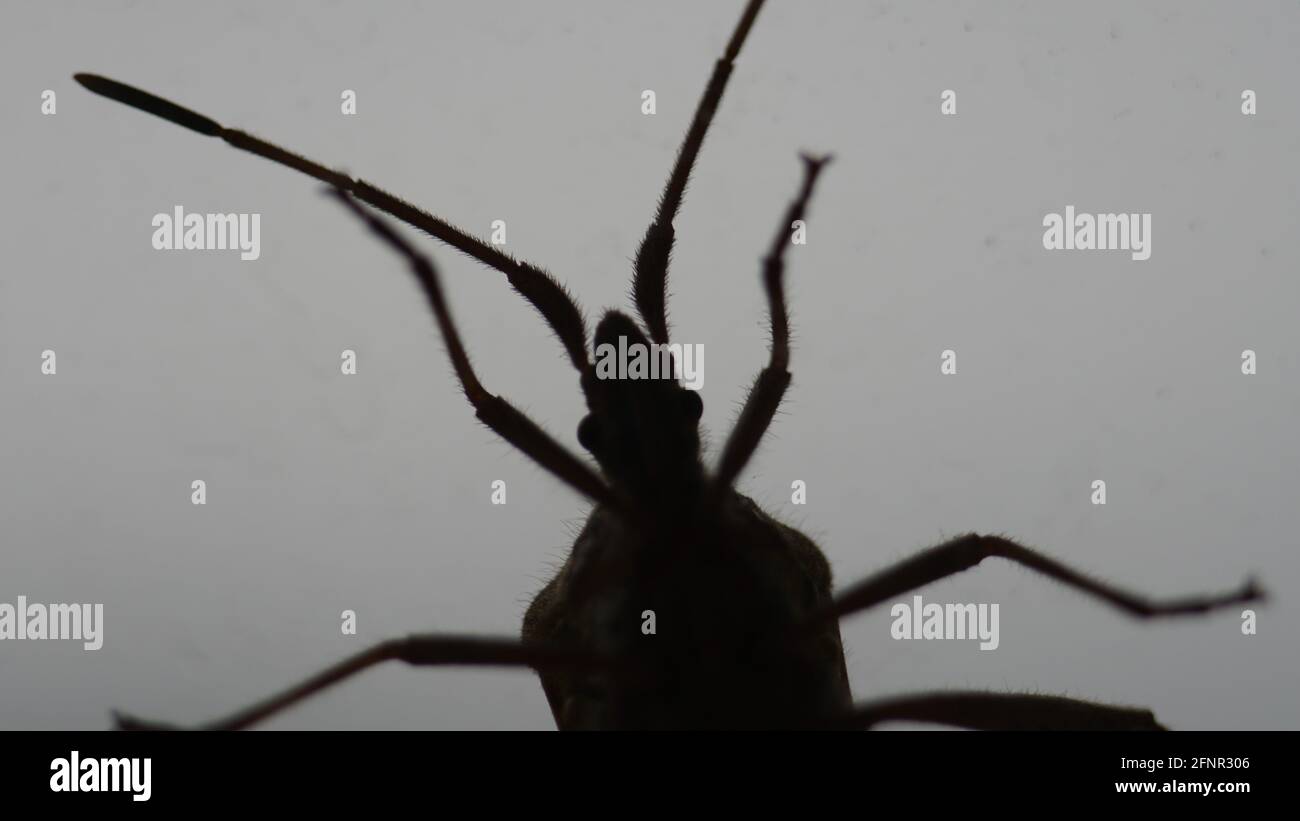 Silhouette des amerikanischen Insekts Leptoglossus occidentalis isoliert auf einem grauen Hintergrund Stockfoto