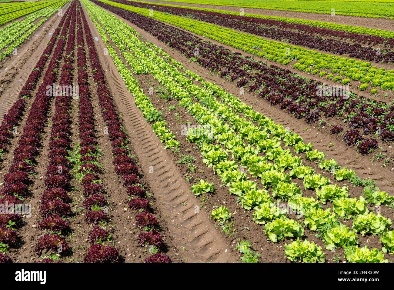 Landwirtschaft, Salat wächst auf einem Feld, Lollo Bionda und Lollo Rossa, in langen Pflanzreihen, NRW, Deutschland Stockfoto
