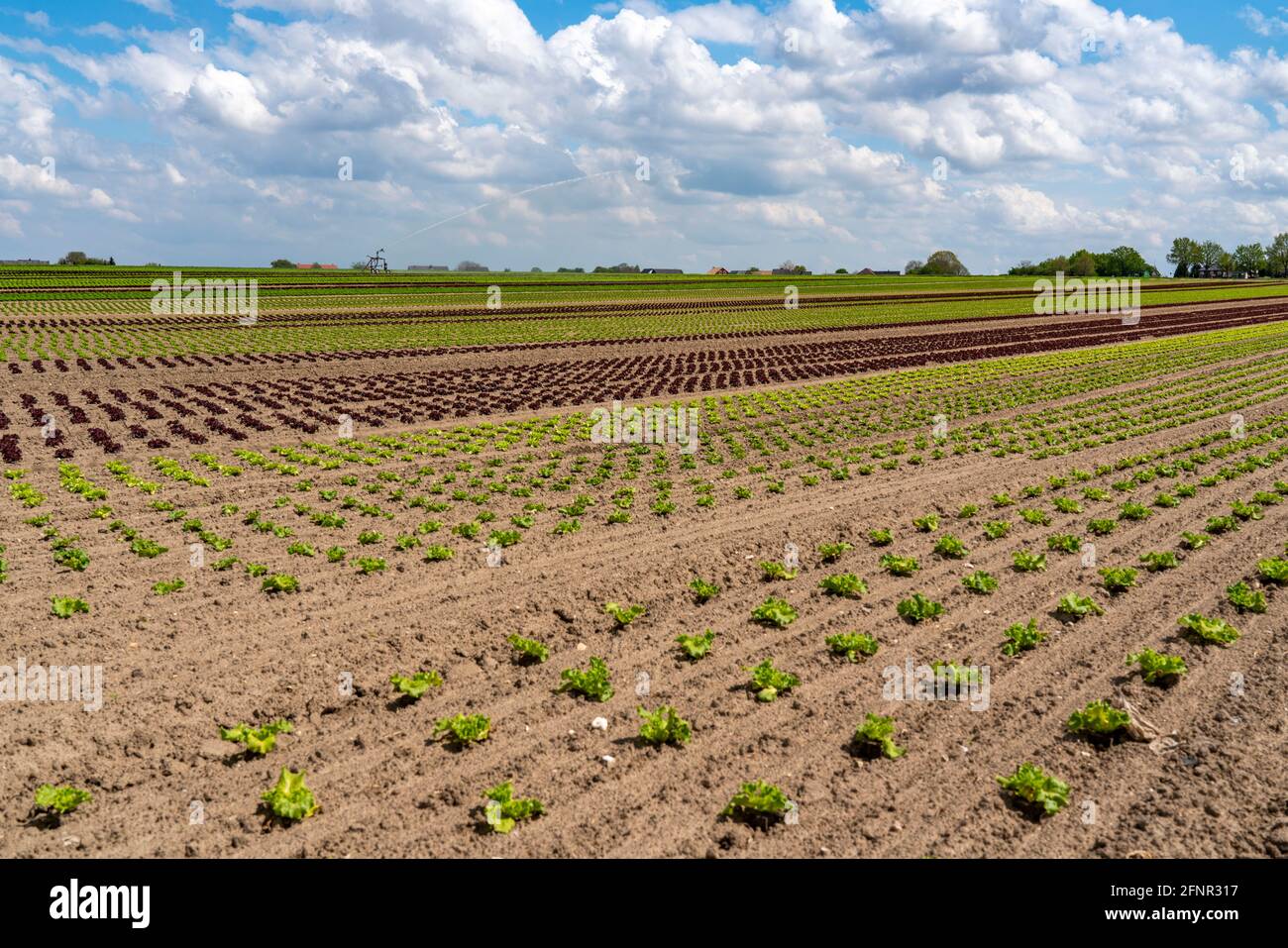 Landwirtschaft, Salatanbau auf einem Feld, Lollo Bionda und Lollo Rossa, in langen Pflanzenreihen, in verschiedenen Wachstumsstadien, NRW, Deutschland Stockfoto