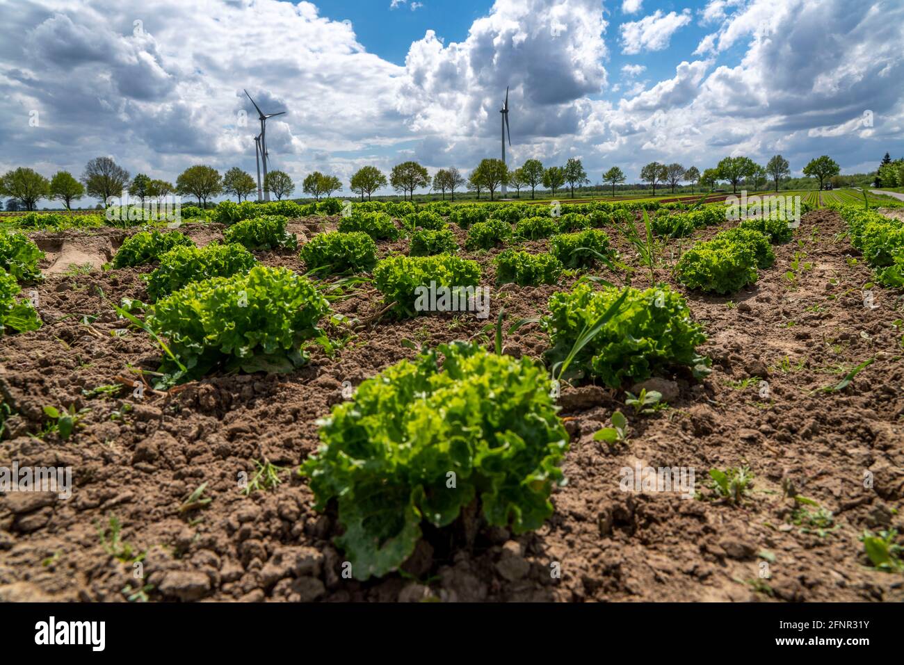 Landwirtschaft, Salatanbau auf einem Feld, Lollo Bionda und Lollo Rossa, in langen Pflanzenreihen, in verschiedenen Wachstumsstadien, NRW, Deutschland Stockfoto