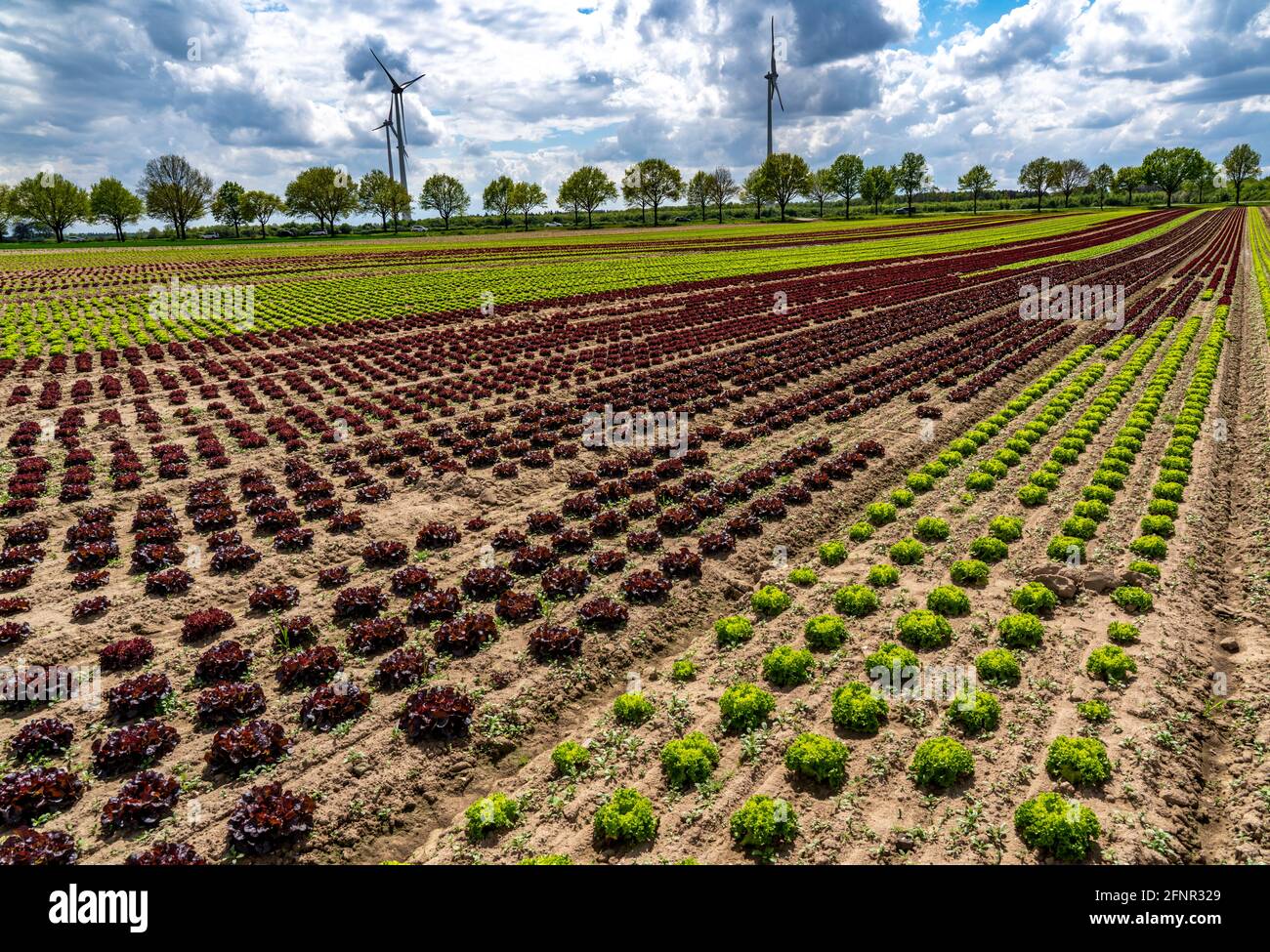 Landwirtschaft, Salatanbau auf einem Feld, Lollo Bionda und Lollo Rossa, in langen Pflanzenreihen, in verschiedenen Wachstumsstadien, NRW, Deutschland Stockfoto