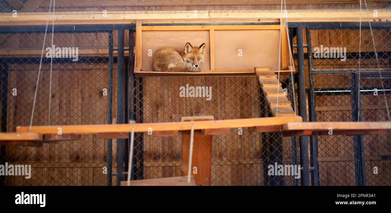 Ein wilder Rotfuchs liegt in einem Käfig im Zoo. Lesa hat ein schönes, warmes und rotes Fell. Hochwertige Fotos Stockfoto