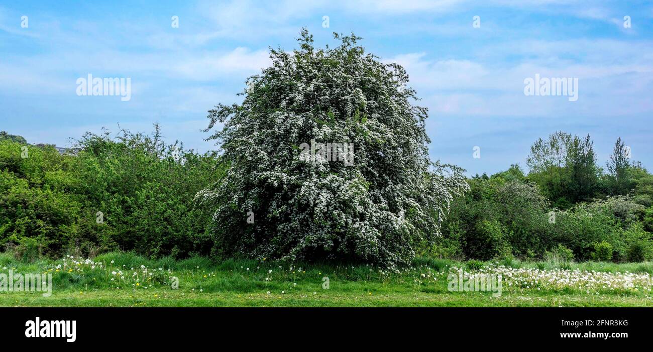 Ein Weißdornbaum, der im Frühling mit weißen Blüten beladen ist. Stockfoto