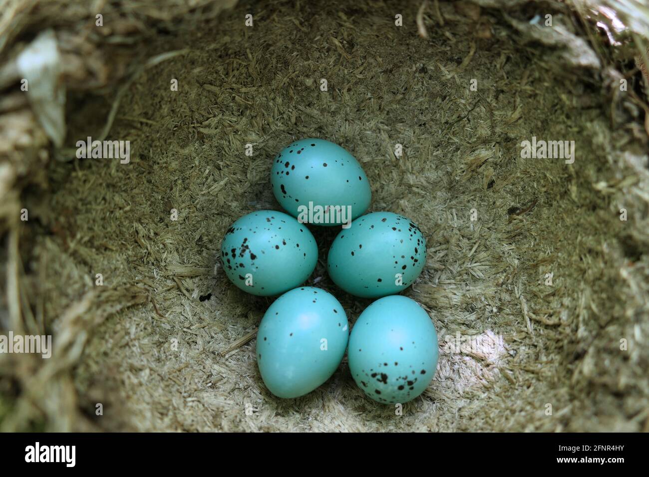 Eier sind im Nest im natürlichen Lebensraum Vogeltürkis. Stockfoto