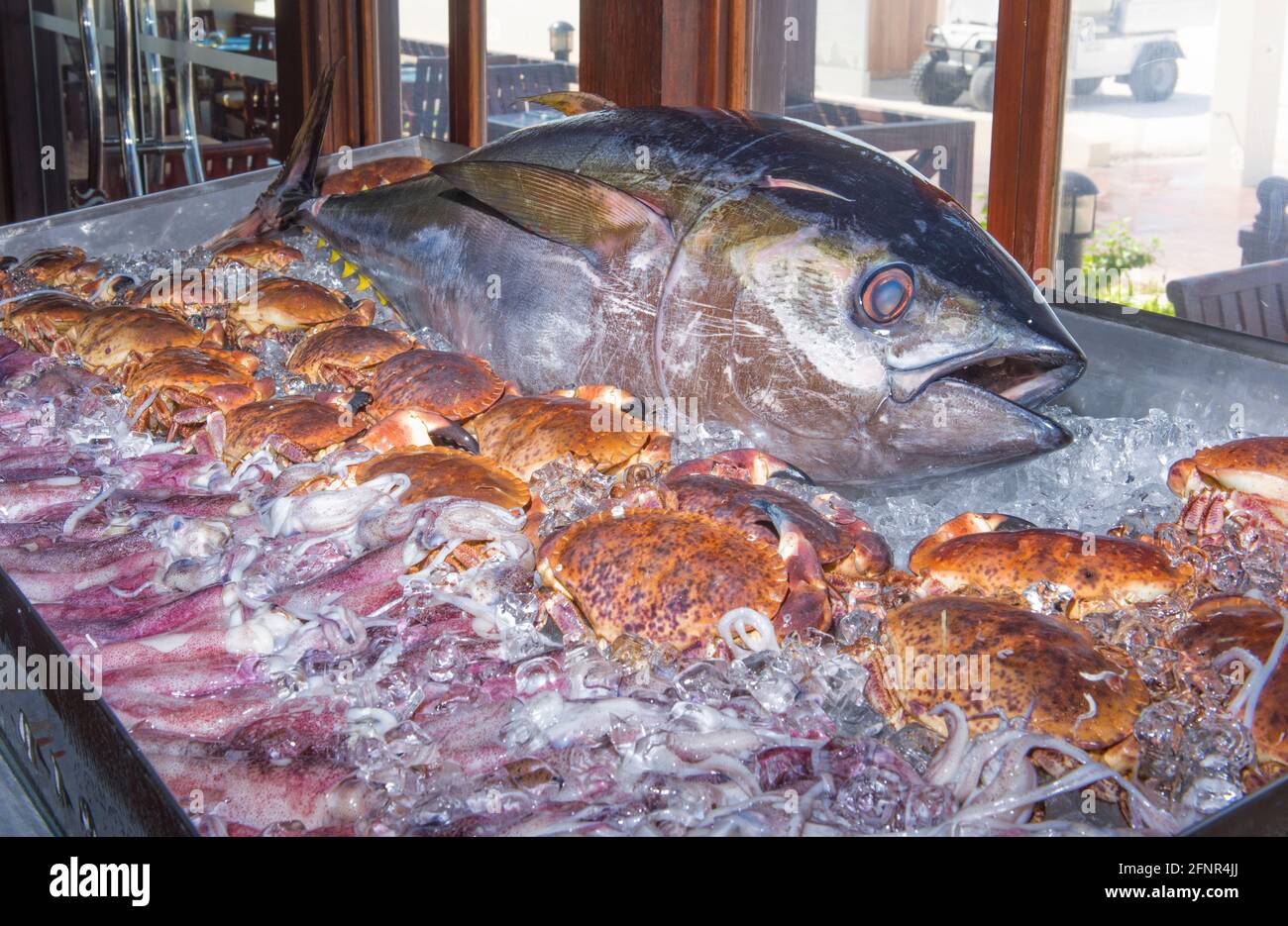 In einem Restaurant am Strand wurde ein riesiger Thunfisch ausgestellt. Stockfoto