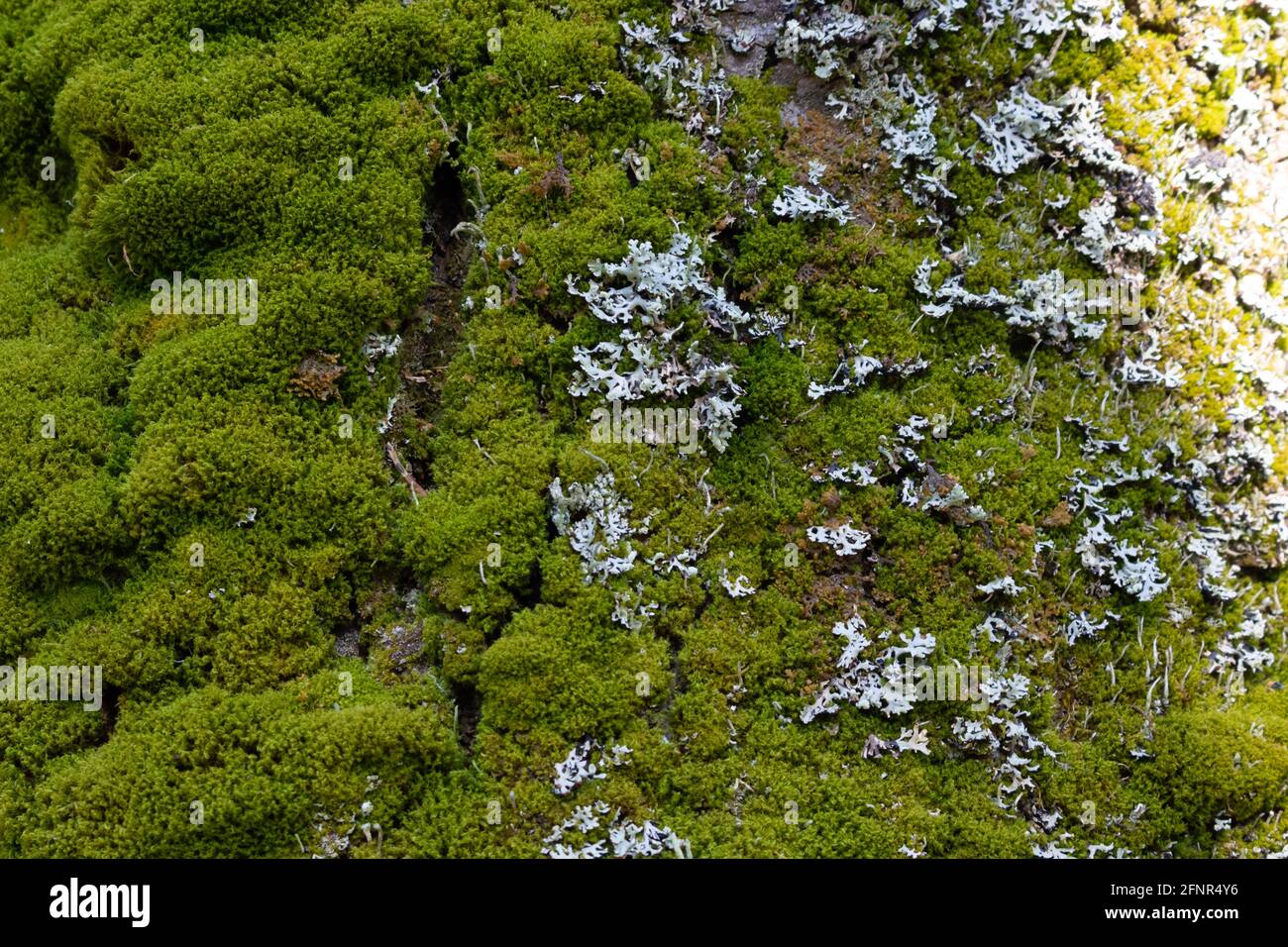 Grünes Moos an einem Baumstamm an einem sonnigen Frühlingstag. Stockfoto