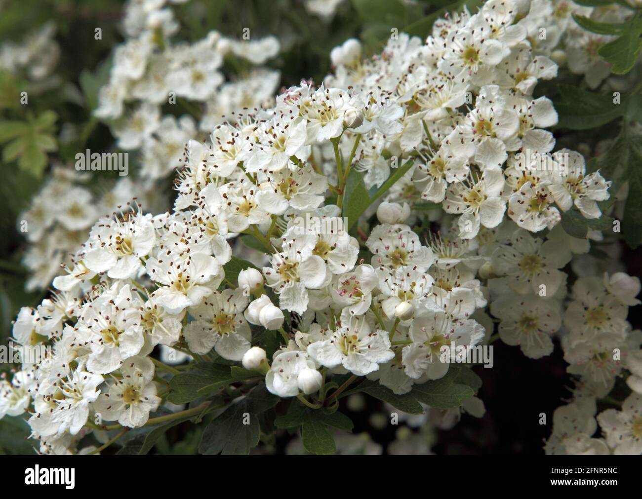 crataegus monogyna, Weißdornblüte, aromatisch, Blume, weiß Stockfoto