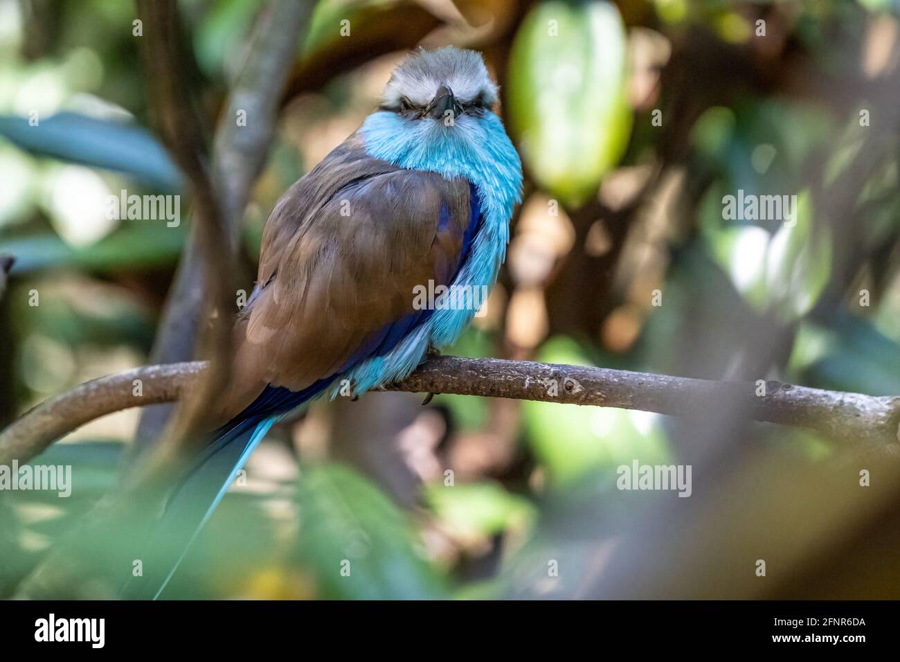 Nahaufnahme eines Schlägertailed Roller (Coracias spatulatus), einem schönen ostafrikanischen Vogel. Stockfoto